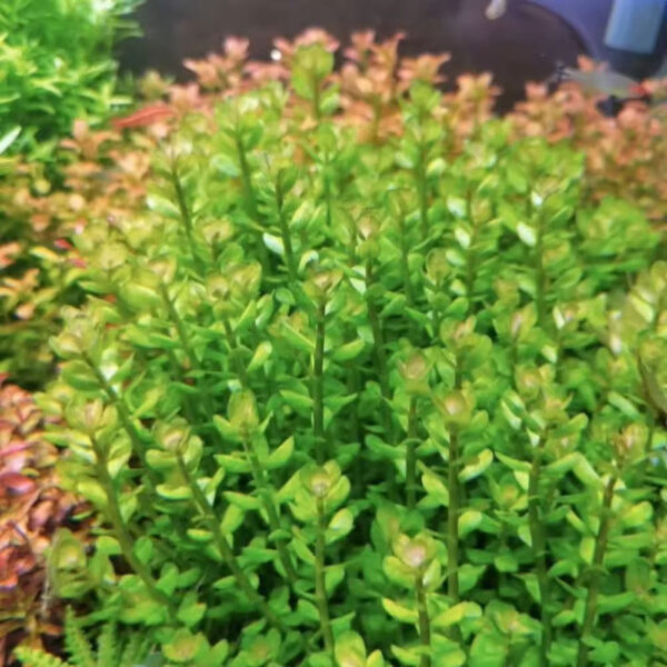 印度小圓葉 Indian Toothcup (Rotala indica)：圖片 3