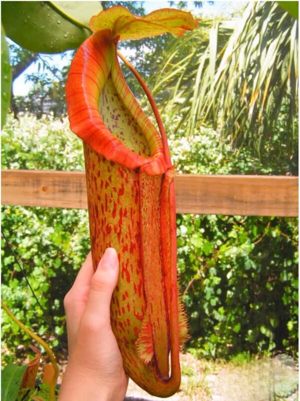米蘭達豬籠草 Nepenthes 'Miranda'：圖片 7