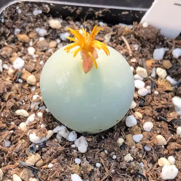 翡翠玉 Mabel Buttons (Conophytum calculus)