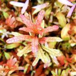 豹紋丁香 Ludwigia inclinata