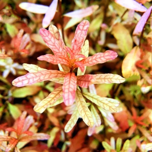 豹紋丁香 Ludwigia inclinata