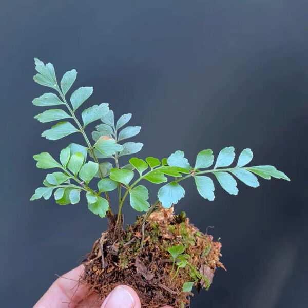 鐵角蕨鳳尾草 Mini Maidenhair spleenwort：圖片 2