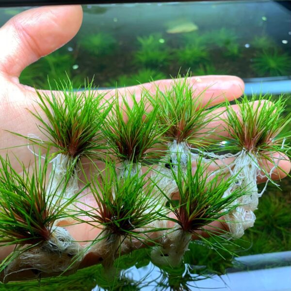 吐血古精 Blood vomit (Eriocaulon sp. Australia red)：圖片 4