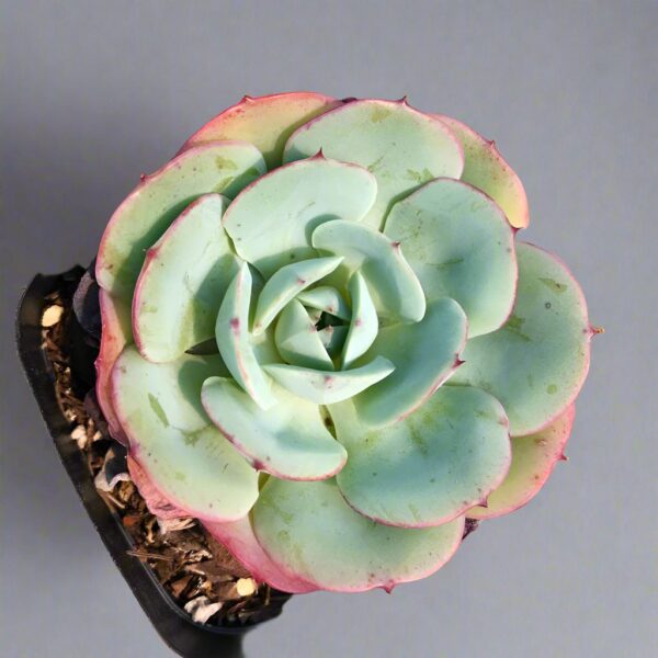 亞特蘭蒂斯,奶油黃桃石蓮花 Echeveria atlantis