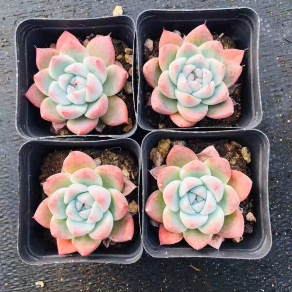 石蓮花阿爾巴比緹 Echeveria 'Alba Beauty'：圖片 3