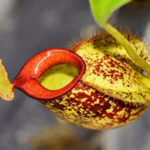 虎克豬籠草/紅唇斑點豬籠草Nepenthes hookeriana