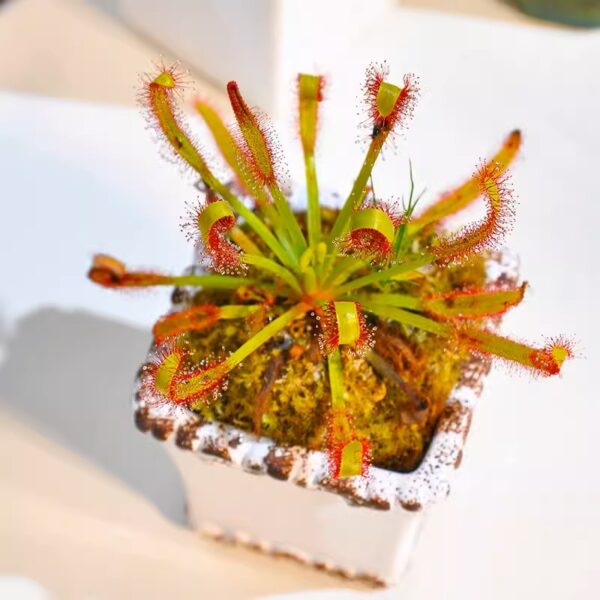 好望角毛氈苔茅膏菜 Drosera capensis (Cape sundew)：圖片 3