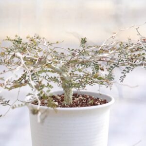 象足漆树 Operculicarya pachypus