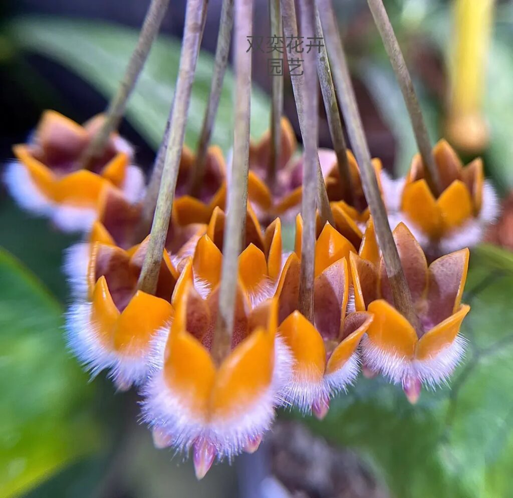 猴王毬蘭 Hoya praetorii