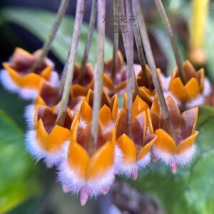 猴王毬蘭 Hoya praetorii