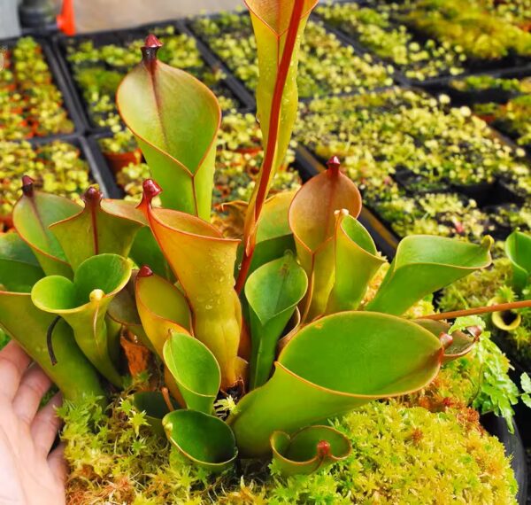 小太陽瓶子草 Heliamphora minor (直徑2-3cm)：圖片 3