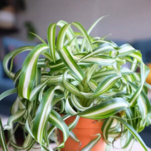 荷蘭吊蘭 Spider Plant (Chlorophytum comosum 'Bonnie')