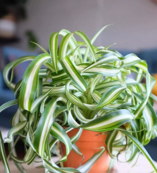 荷蘭吊蘭 Spider Plant (Chlorophytum comosum 'Bonnie')