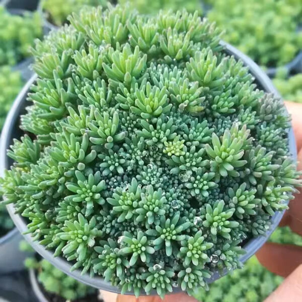 薄雪萬年草 Sedum hispanicum (Golden Sedum)