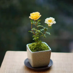 黃金雅微型月季 Rose Miniature 'Gold Coin'