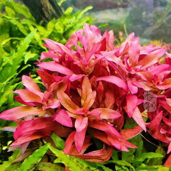 紅柳 (Ammannia gracilis)：圖片 2