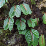 粗壯疊葉樓梯草 Elatostema salvinioides