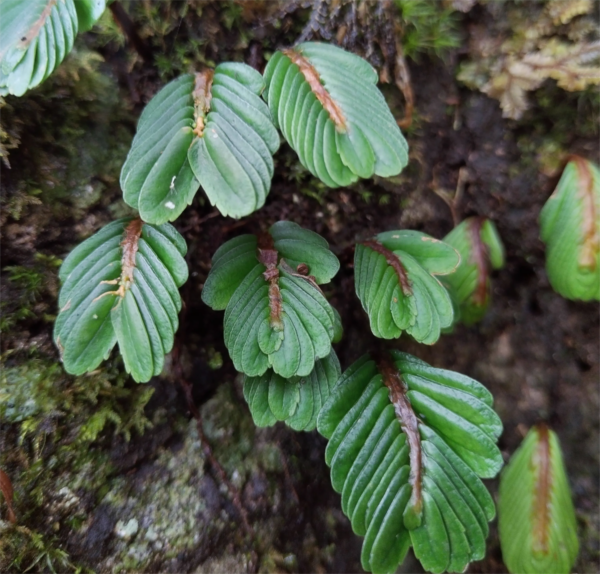 粗壯疊葉樓梯草 Elatostema salvinioides