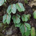 粗壯疊葉樓梯草 Elatostema salvinioides
