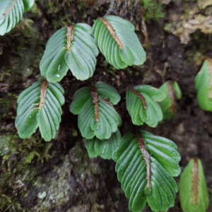 粗壯疊葉樓梯草 Elatostema salvinioides