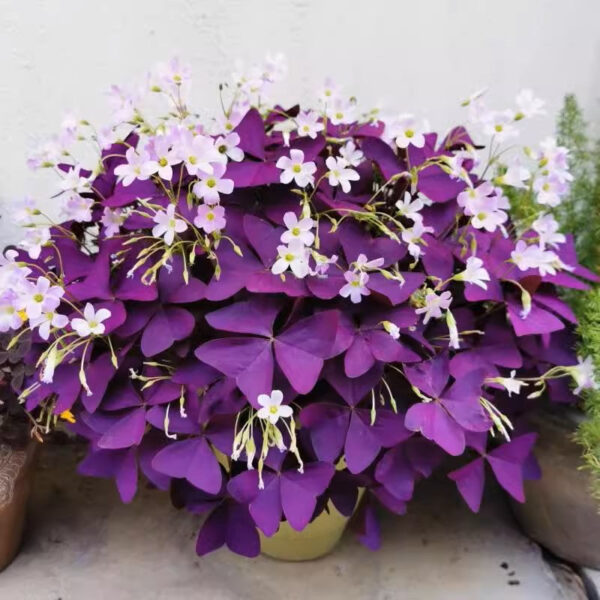 紫葉酢漿草 False Shamrock (Oxalis triangularis)：圖片 3