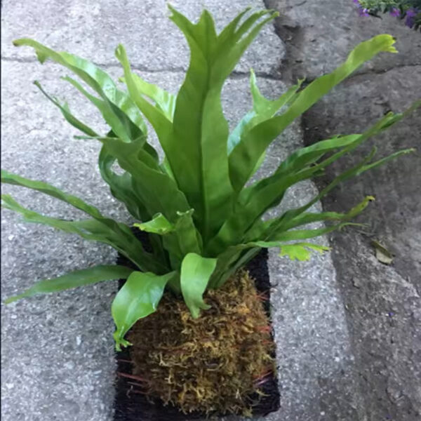 二歧鹿角蕨 Platycerium bifurcatum：圖片 2