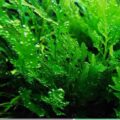 黑木厥 African water fern Bolbitis heudelotii