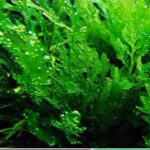 黑木厥 African water fern Bolbitis heudelotii