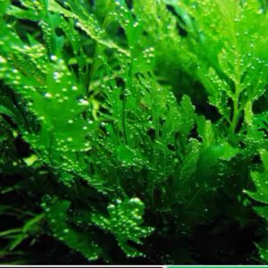 黑木厥 African water fern (Bolbitis heudelotii)