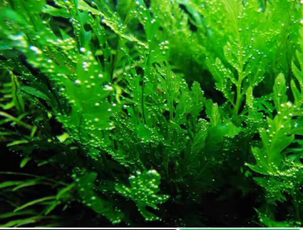黑木厥 African water fern (Bolbitis heudelotii)