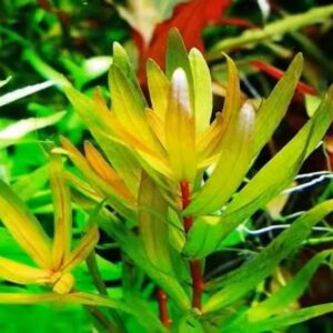 西非黃金柳 Ammannia Pedicellata 'Golden'