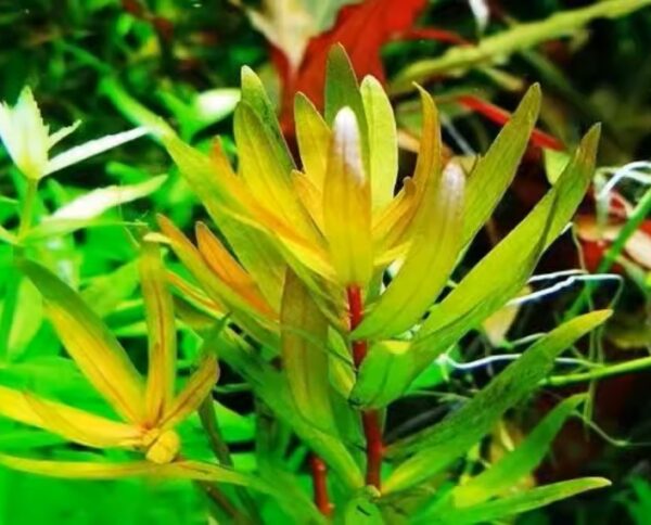 西非黃金柳 Ammannia Pedicellata 'Golden'