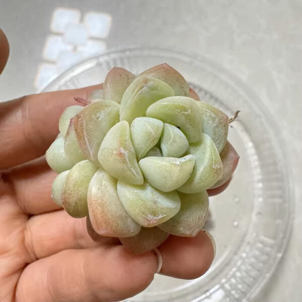 石蓮花冰玉 Echeveria 'Ice Green'：圖片 3