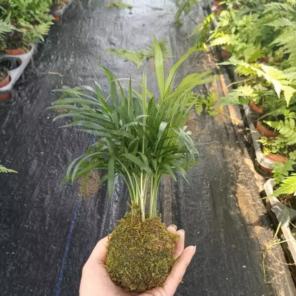 袖珍椰   Chamaedorea Elegans (Parlour palm)：圖片 3