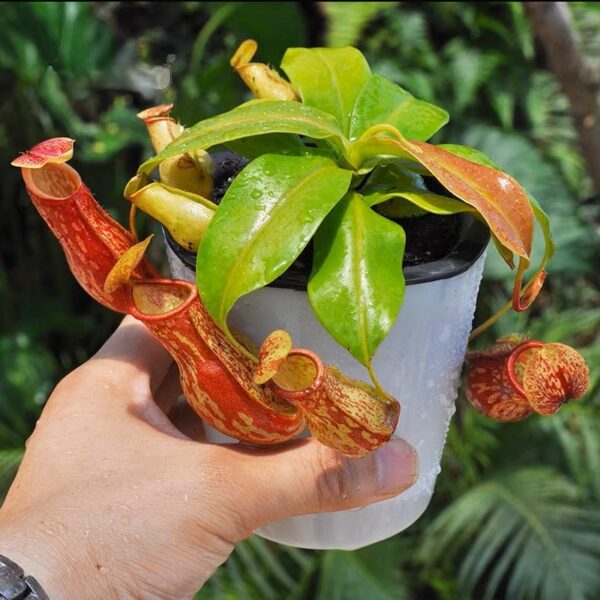 蓋亞豬籠草 Nepenthes 'Gaia'：圖片 4