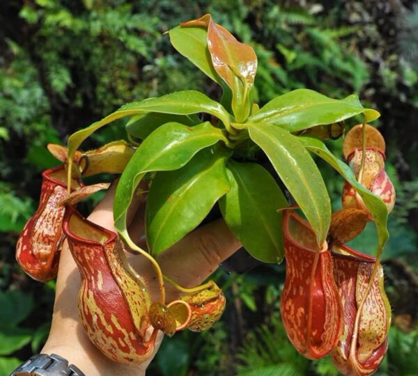 蓋亞豬籠草 Nepenthes 'Gaia'：圖片 5