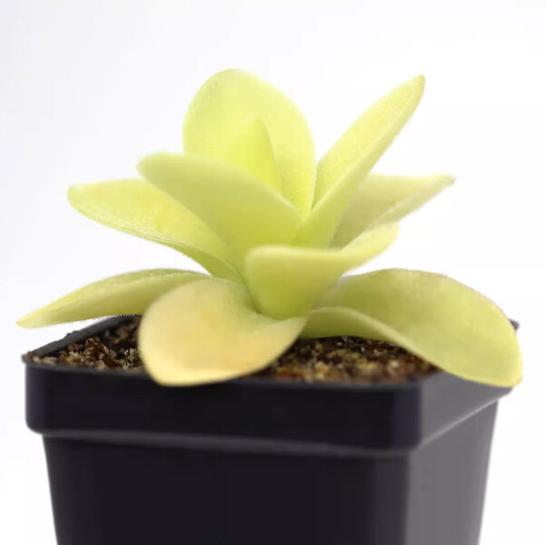 緹娜捕蟲堇 Butterwort (Pinguicula Tina) (直徑3-5cm)