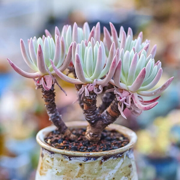 棒葉仙女杯, 愛杜麗絲 Fingertips (Dudleya edulis)