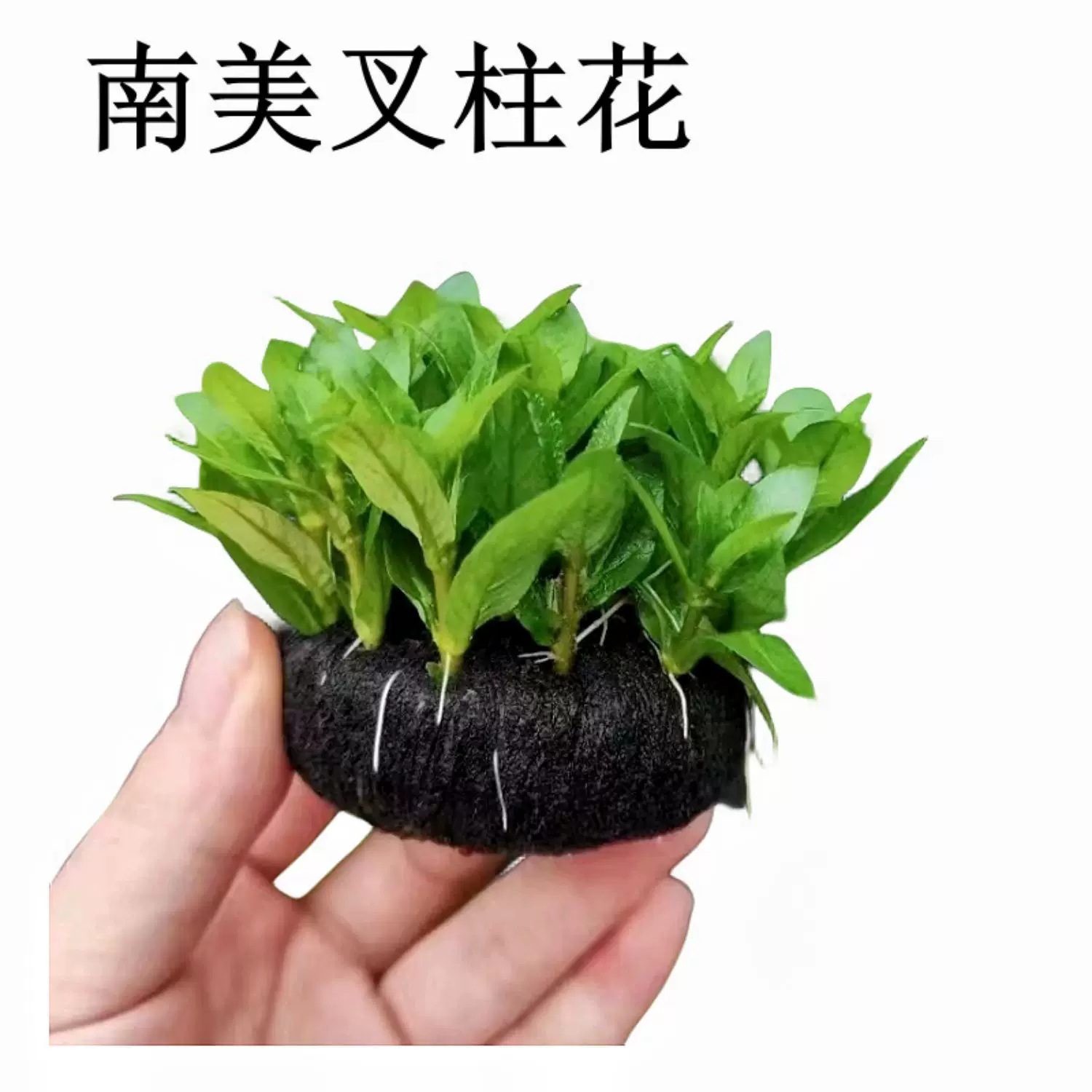 南美叉柱花 Staurogyne repens:圖片 4