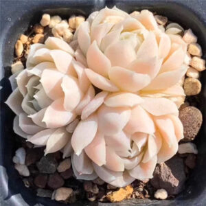 阿爾巴白月影石蓮花 Echeveria elegans 'Alba'