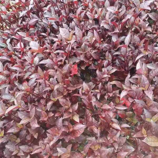 锦绣苋 Alternanthera bettzckinana (直徑 4 - 6 cm)