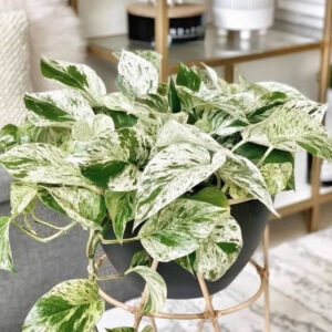 大理石紋黃金葛 Pothos "Marble Queen"