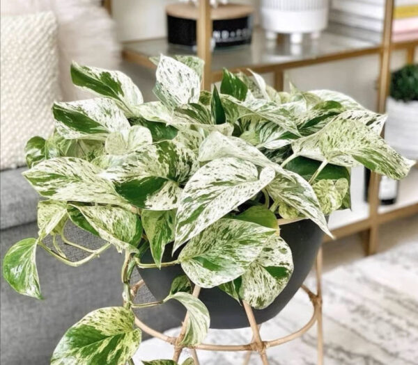 大理石紋黃金葛 Pothos "Marble Queen"