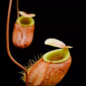 貝利豬籠草Nepenthes bellii