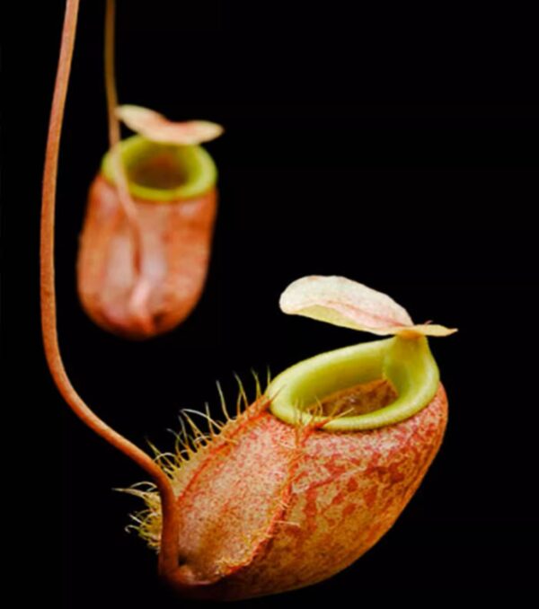 貝利豬籠草Nepenthes bellii