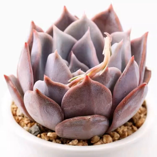 石蓮花露西娜 Echeveria lucila