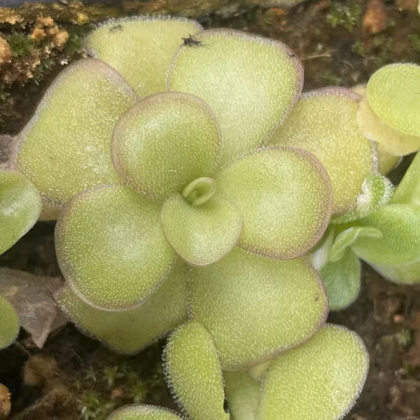 純真捕蟲堇 Pinguicula agnata (直徑3-5cm)：圖片 2