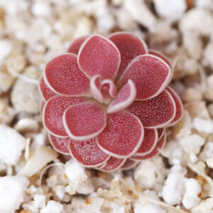 埃爾米拉多捕蟲堇 Pinguicula El Mirador