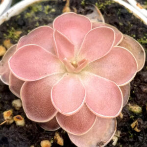 墨蘭捕蟲堇 Pinguicula moranensis f. rosei (直徑2-3cm)