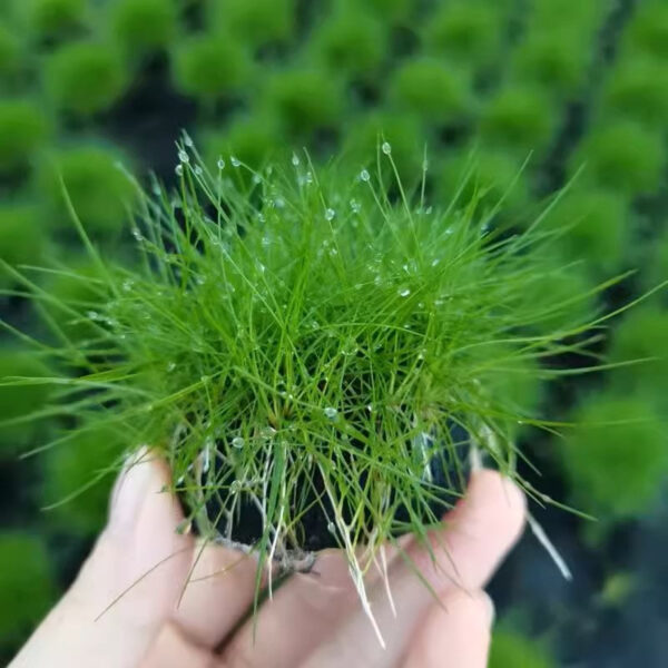 牛毛氈坨草 Dwarf hairgrass (Eleocharis 'parvula')